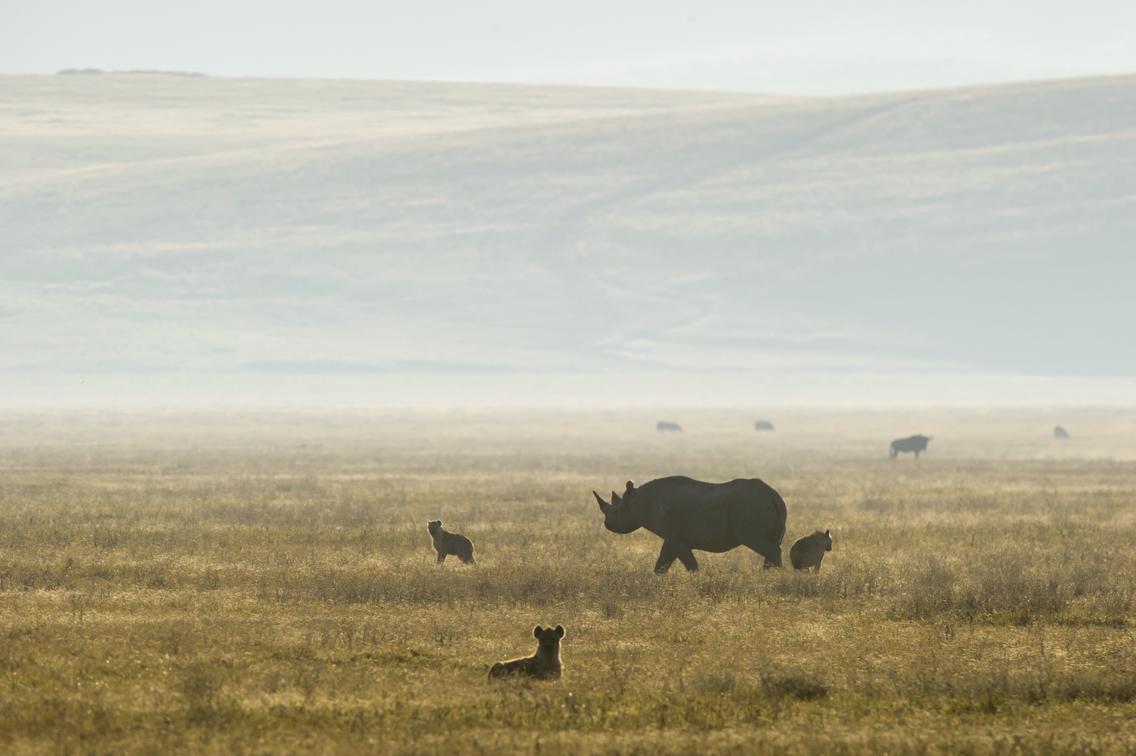 Rhino and hyenas in Ngorongoro Crater