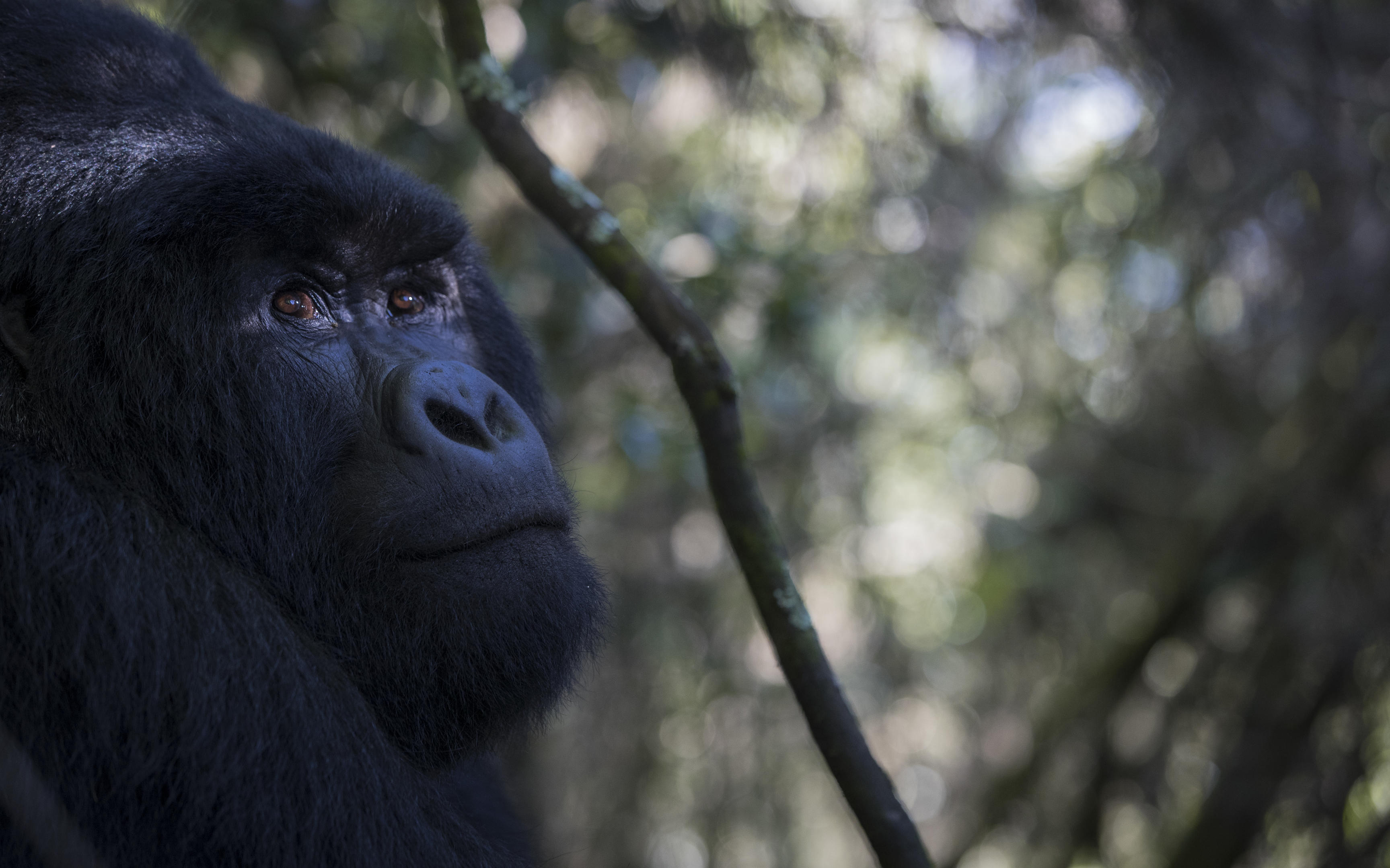 Gorilla Trekking Uganda vs Rwanda: Which Is Better?