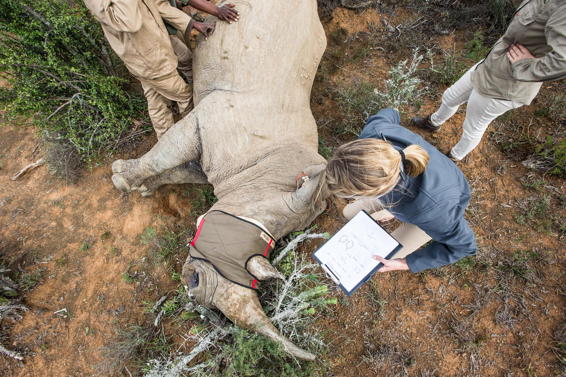 Experience Africa Responsibly: Your Guide to Eco-Luxury Safaris