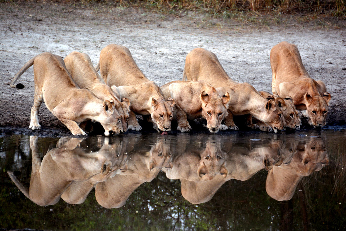 Tanzania Safari Cost: How Much Should You Budget?
