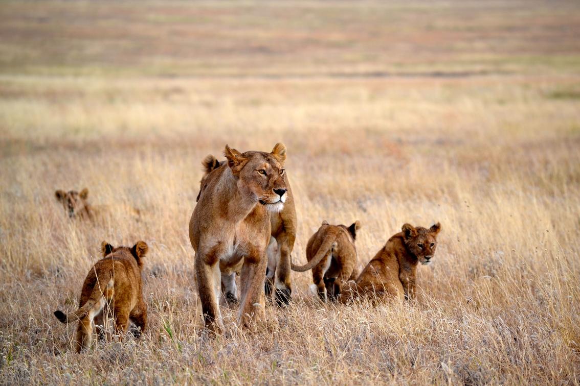 Discovering the Best African Travel Agency for Your Next Adventure