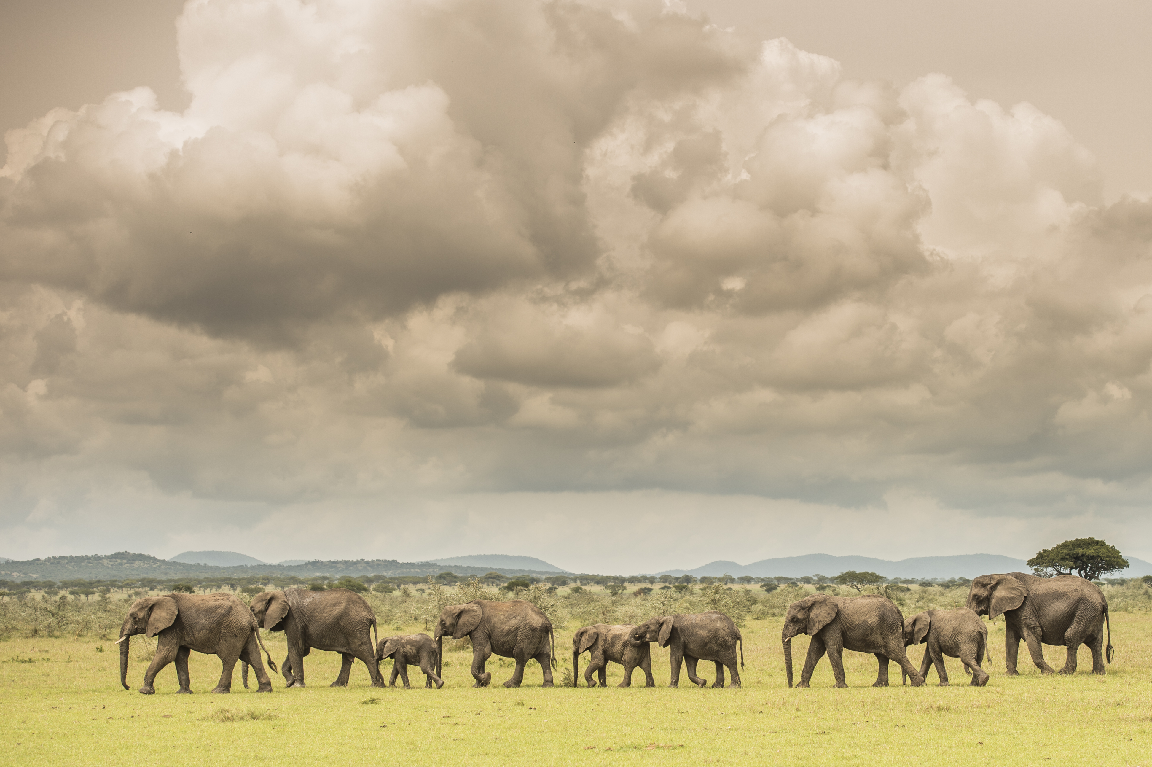 How to plan a safari in the Serengeti 