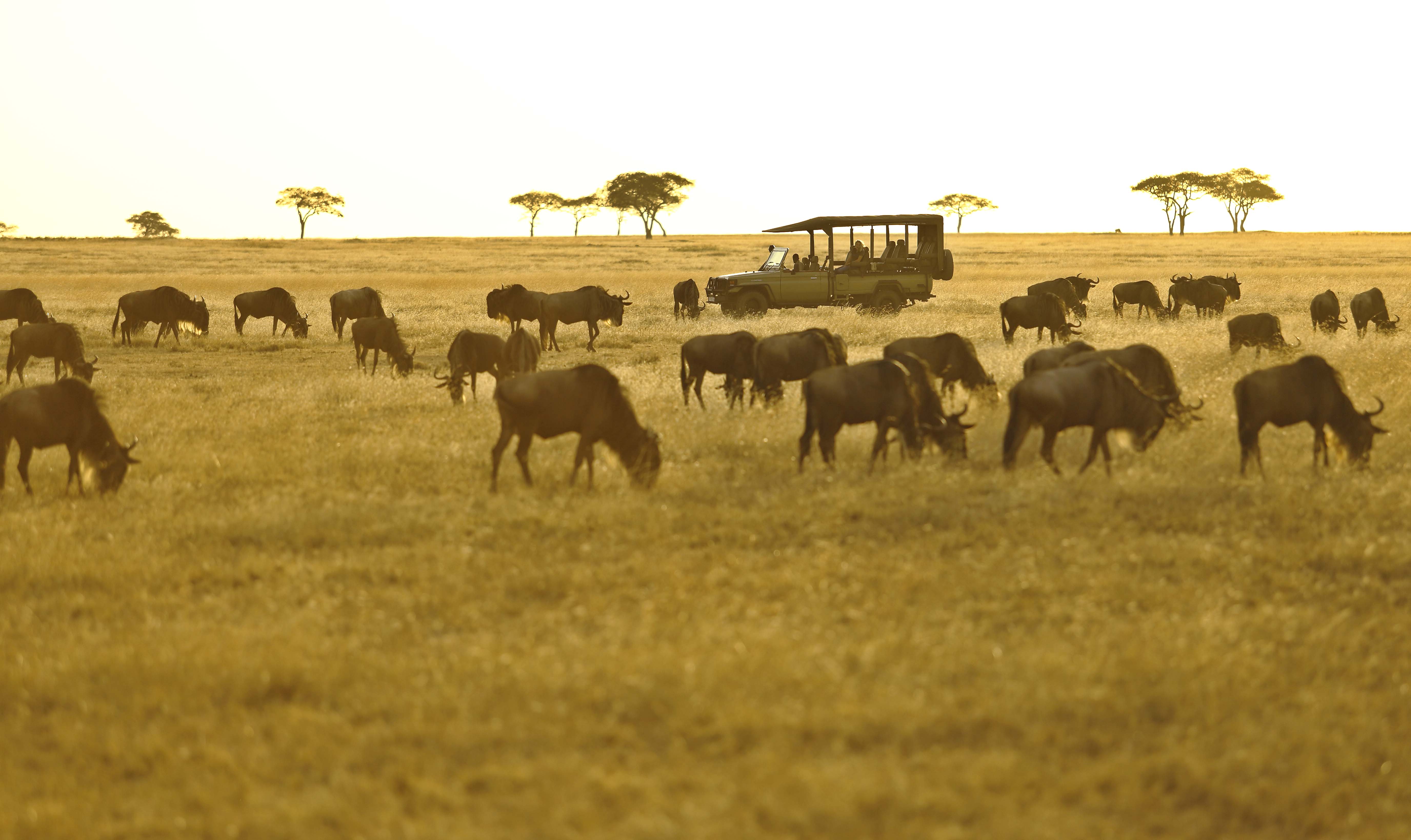 How to design a perfect tailor-made safari holiday