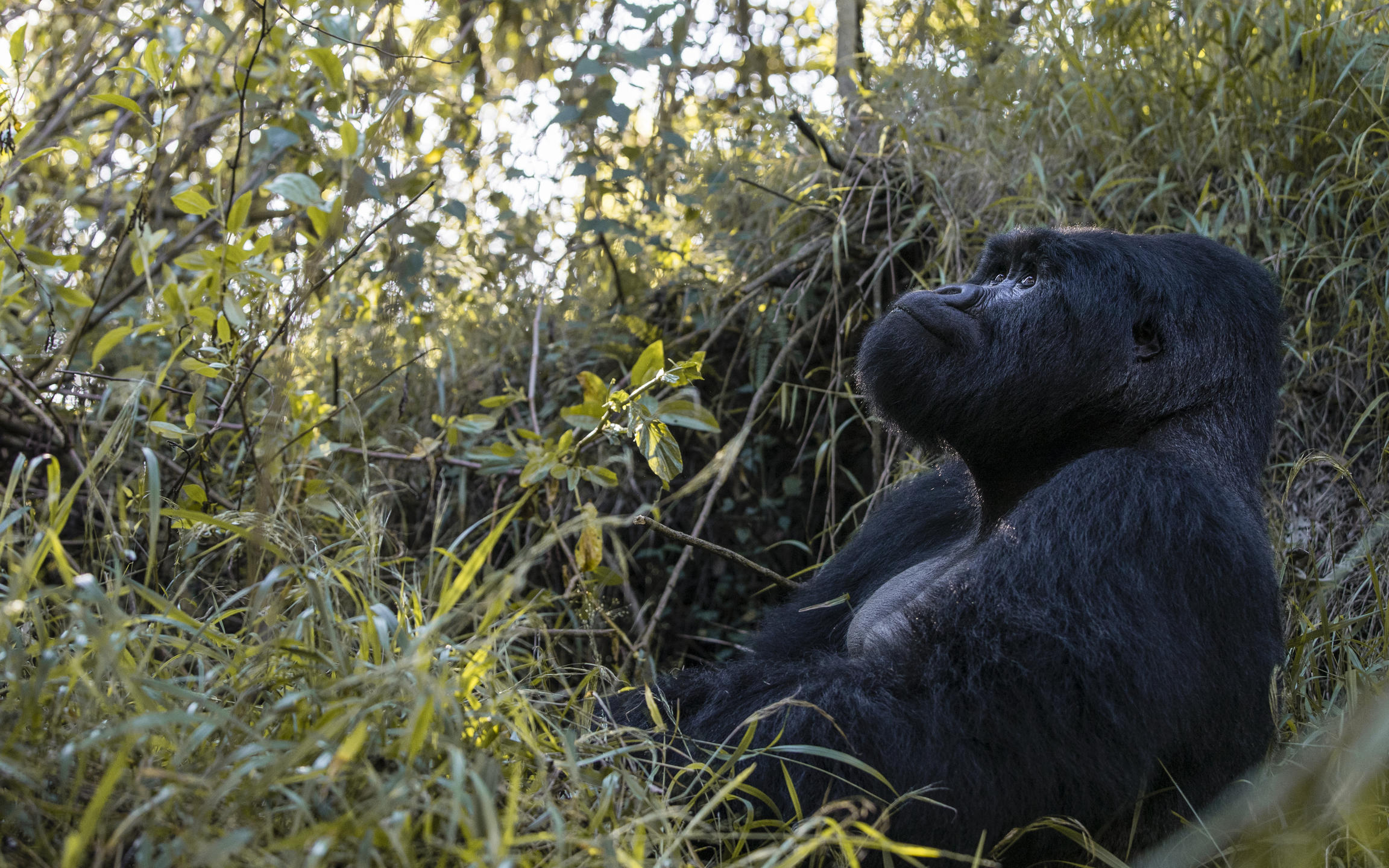 8-Day Uganda Gorilla Trekking & Wildlife Safari: Mgahinga & Beyond