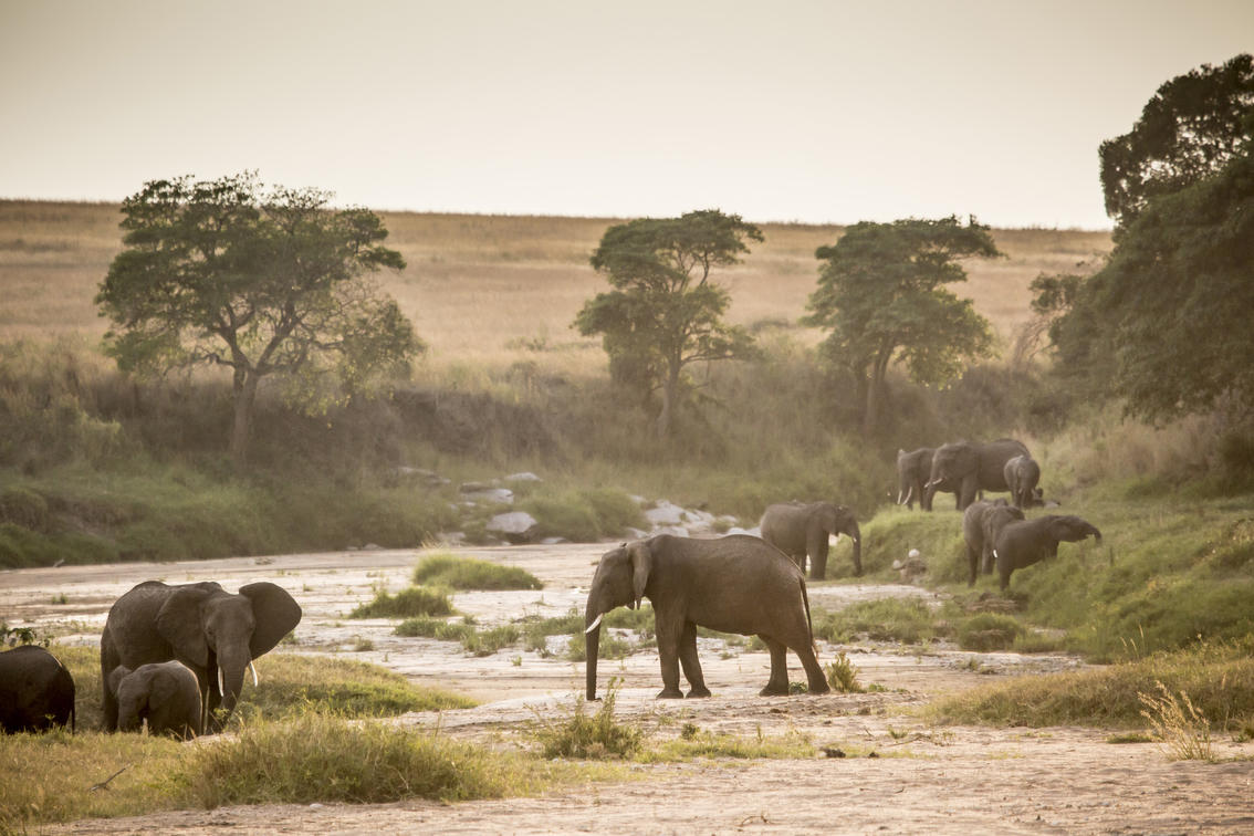 Big Five Safari & Beach Retreat in Kenya & Zanzibar (8 Nights)