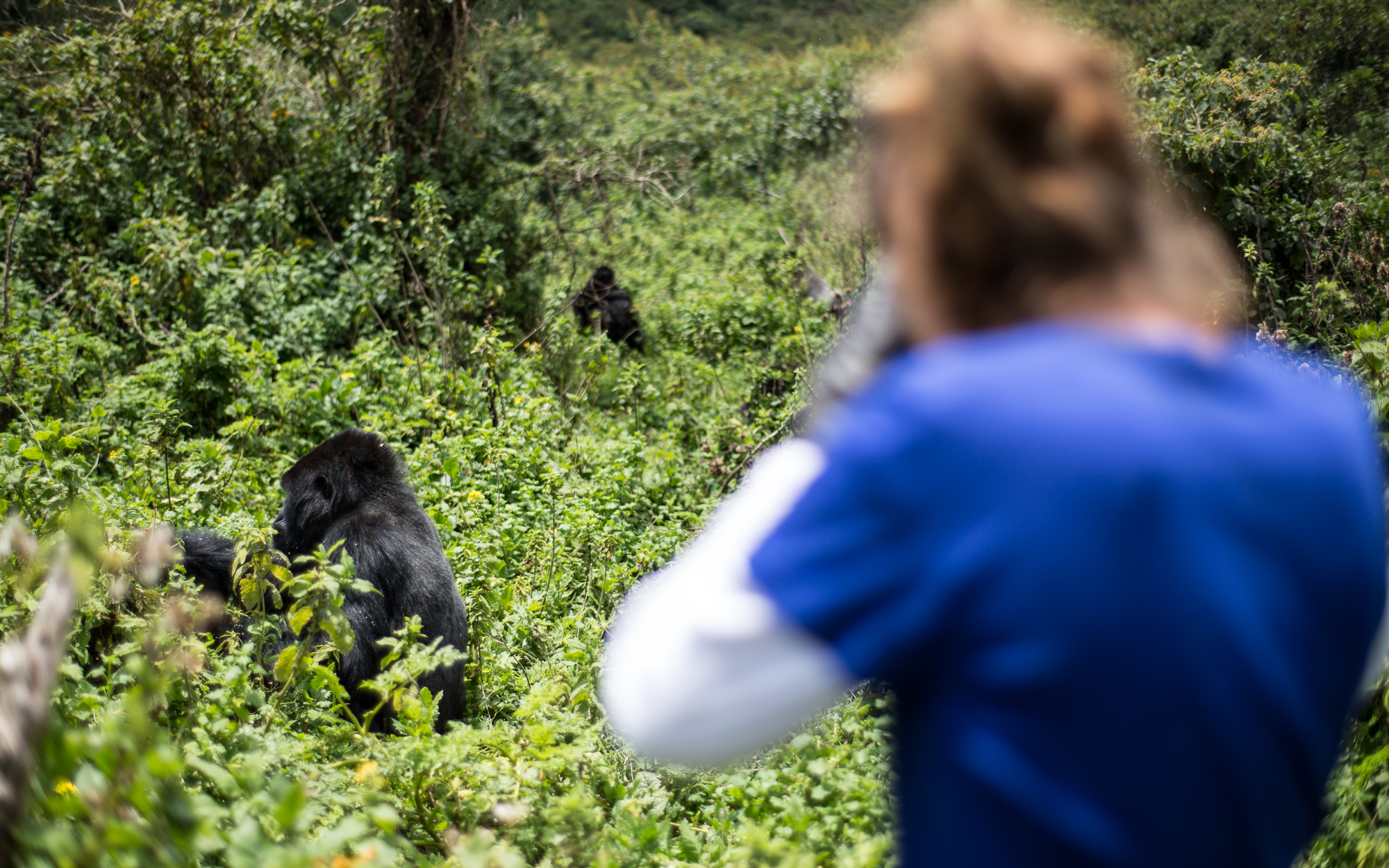 Rwanda Gorilla Trek Adventure
