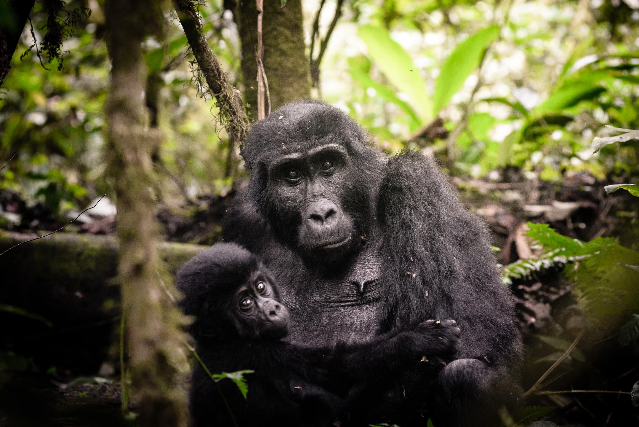 8-Day Uganda Gorilla Trekking & Tanzania Safari