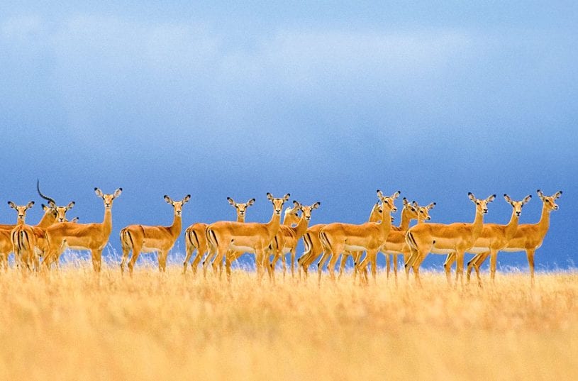 Serengeti In-Depth Safari