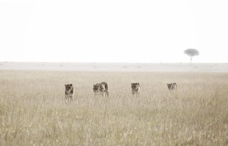 2 Nights – Central Serengeti
