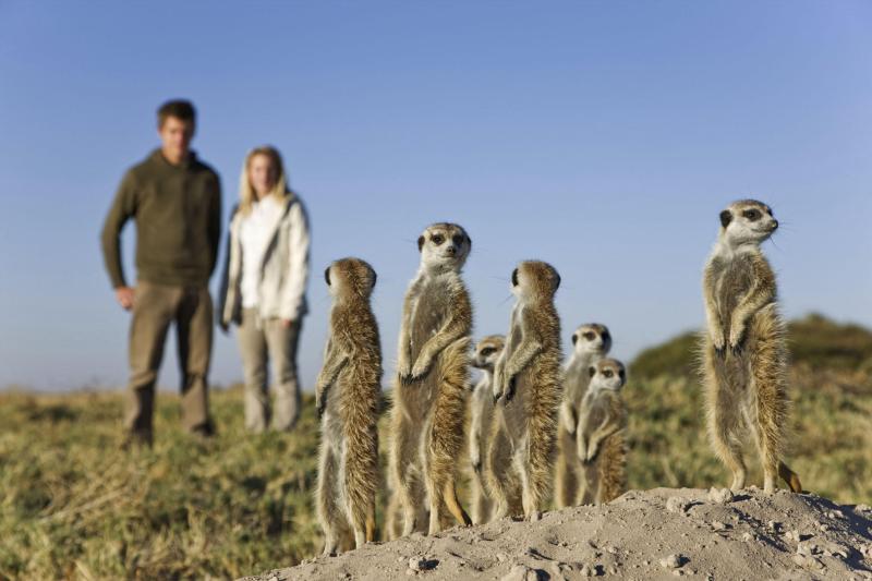 Day 2: Meerkat Interaction