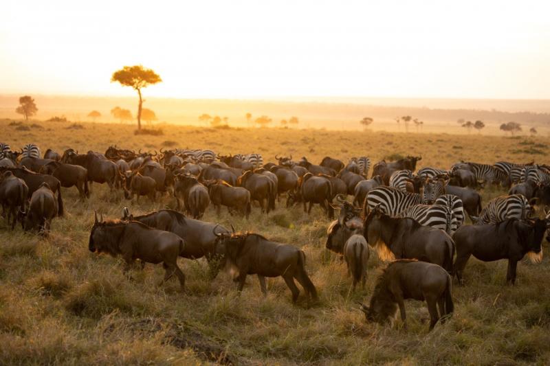 3 Nights – North Serengeti National Park 
