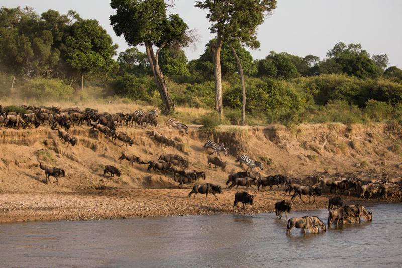 Days 7–9: Culture & Great Migration Tracking in the Mara | 3 Nights