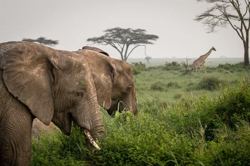 1 Night - Central Serengeti