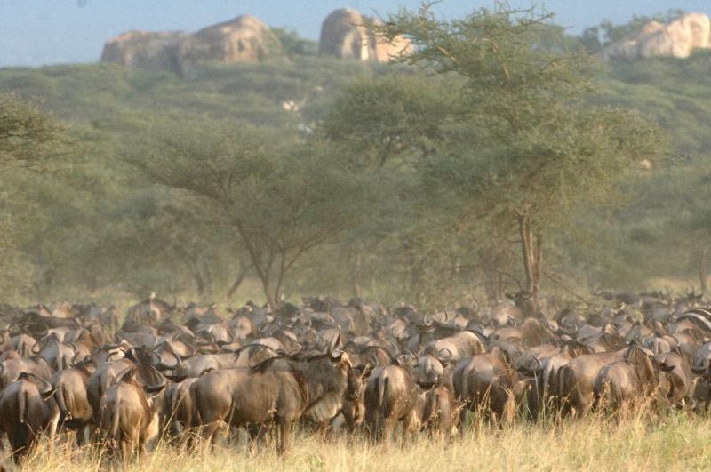 2 Nights - Ndutu South Serengeti 