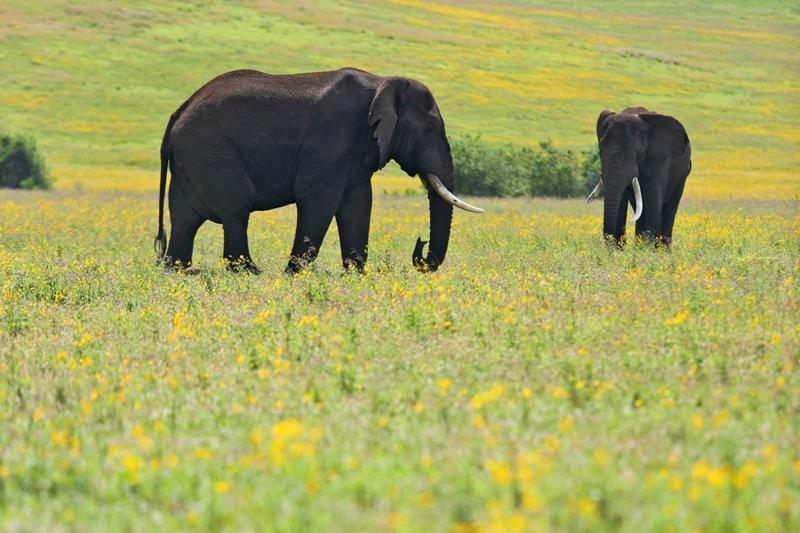 Day 4 - Tarangire National Park
