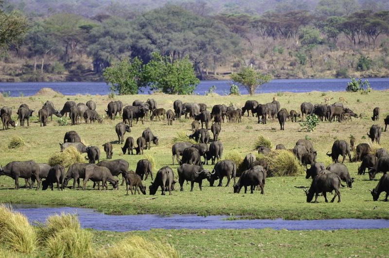 Day 6-8: Embrace Mana Pools' Charms | 3 Nights