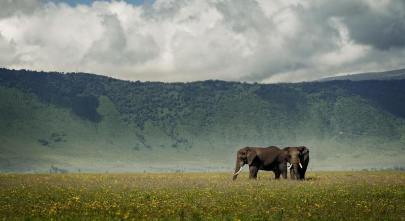 1 Nights -  Ngorongoro Crater | Tanzania 
