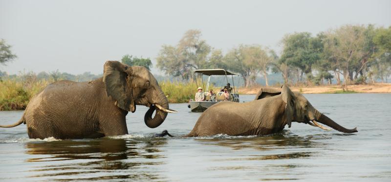 Days 8-11: Zambezi River Bliss | 3 Nights