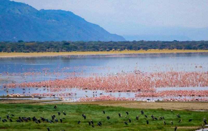1 Night - Lake Manyara | Tanzania 