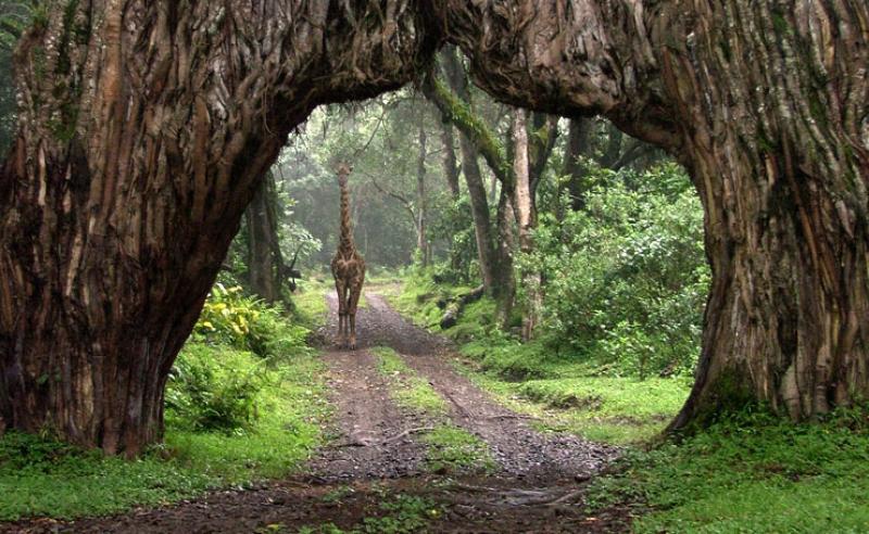 1 Night – Arusha 