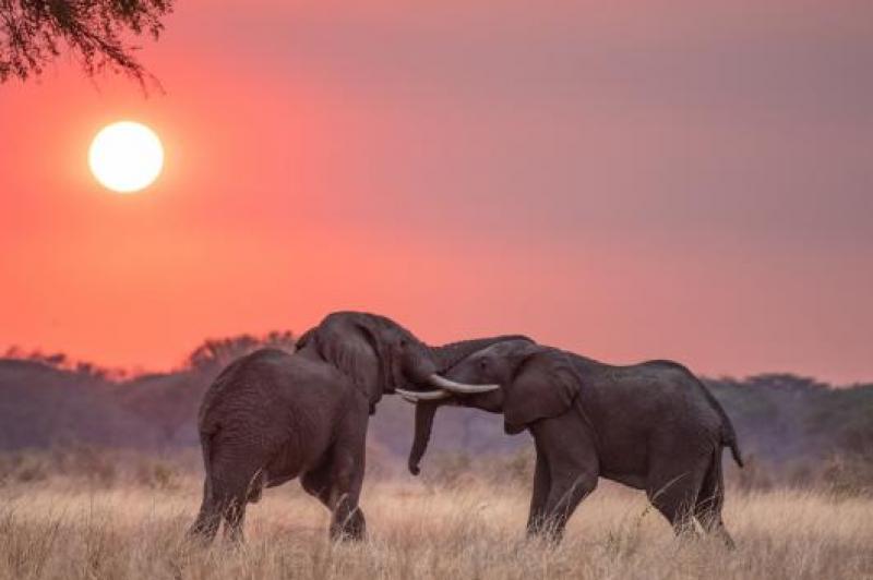 1 Night  – Tarangire National Park | Tanzania