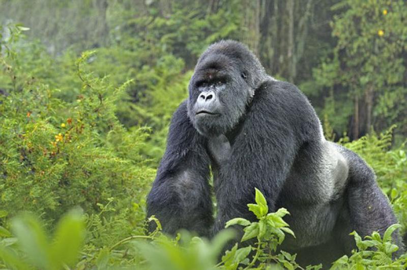 2 Nights - Bwindi Impenetrable National Park | Uganda