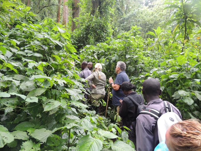 Day 2 - Gorilla Trekking in Bwindi