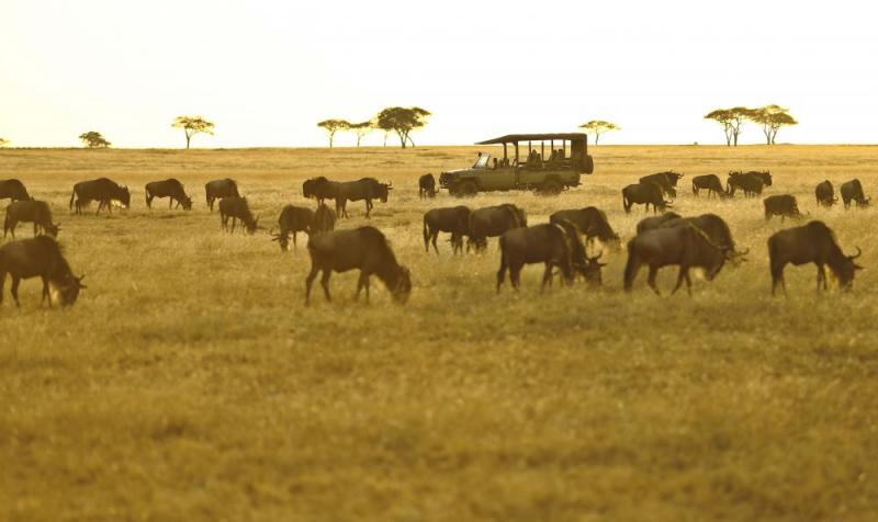 2 Nights - Serengeti National Park | Tanzania 