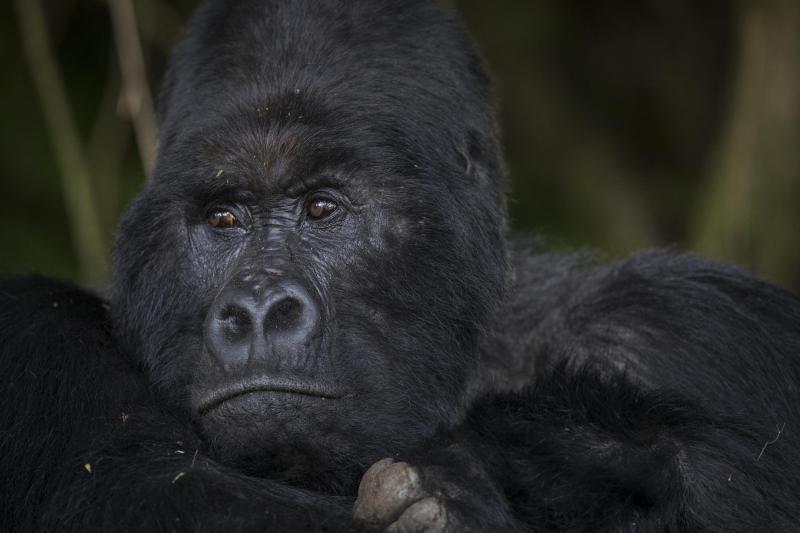 Days 6–7: Mgahinga Gorilla National Park (2 Nights)