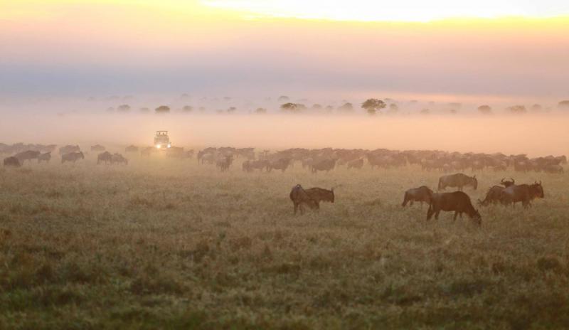 1 Night – South Serengeti National Park 