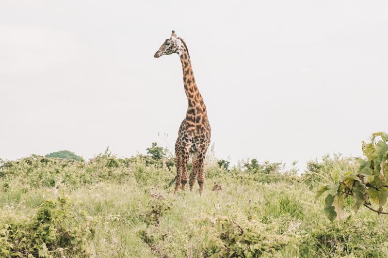 1 Night - Ngorongoro Crater 