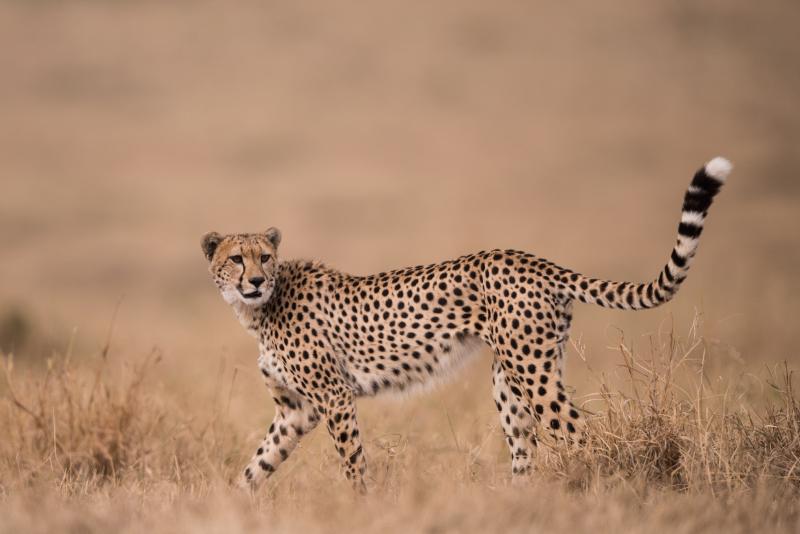 4 Nights - Central Serengeti