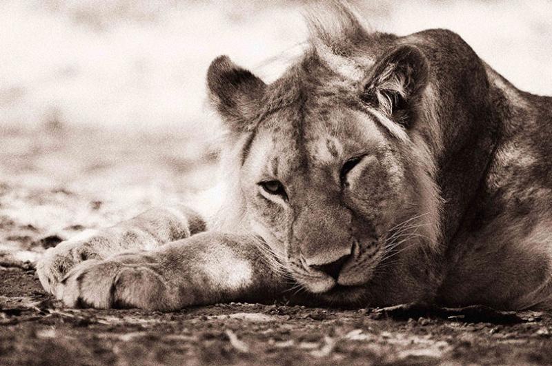 Lake Manyara National Park & Departure 