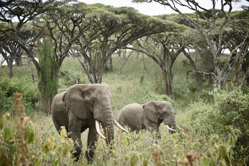 Tarangire National Park (2 Nights)