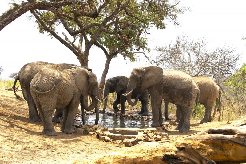1 Night - Tarangire National Park