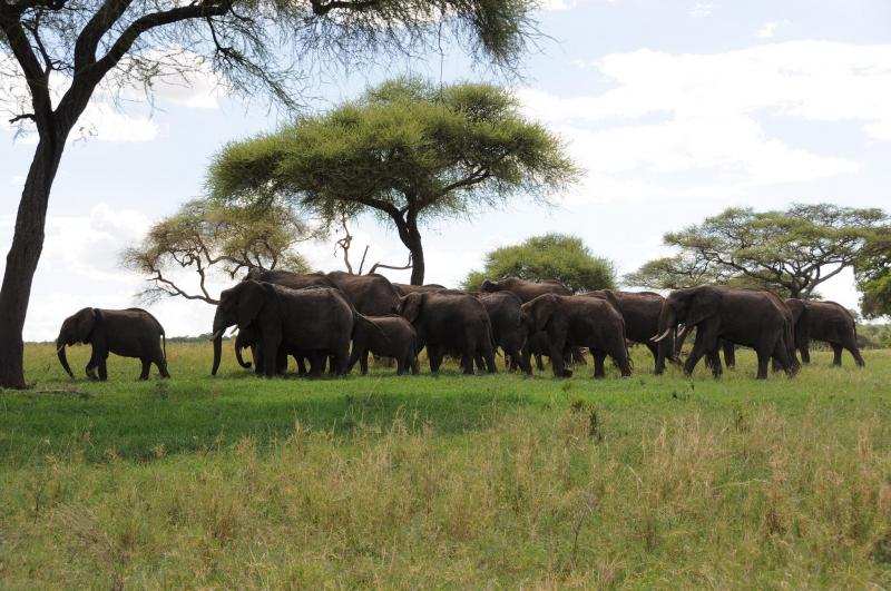 1 Night - Tarangire National Park 