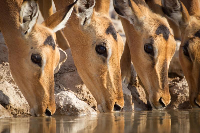 Days 3-5: Etosha's Wildlife Symphony – 2 Nights