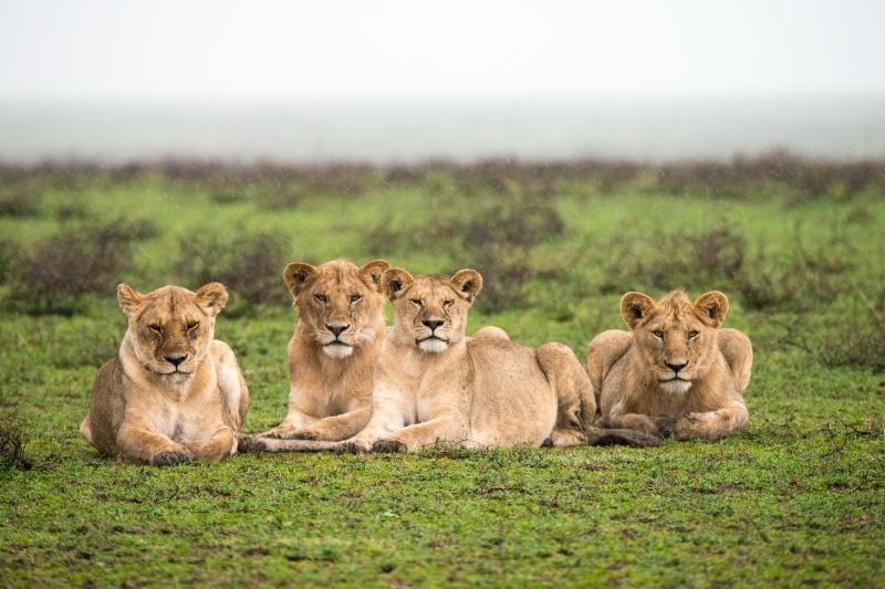 3 Nights Centra Serengeti