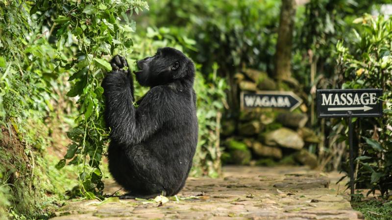 3 Nights – Bwindi Impenetrable National Park | Uganda