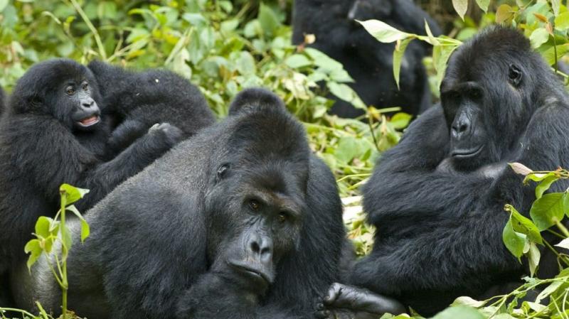 4 Nights - Volcanoes National Park | Rwanda