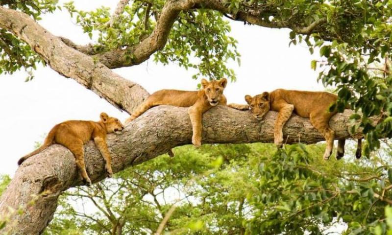 2 Nights - Queen Elizabeth National Park | Uganda