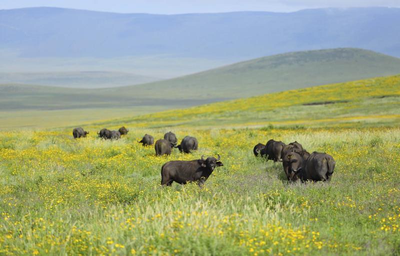 2 Nights – Ngorongoro Conservation Area