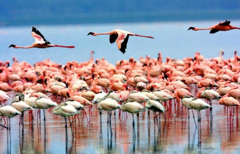 3 Nights – Lake Manyara, Ngorongoro Crater + Hadzabe Bushman Cultural Tour