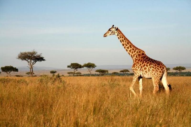3 Nights – Samburu National Reserve 