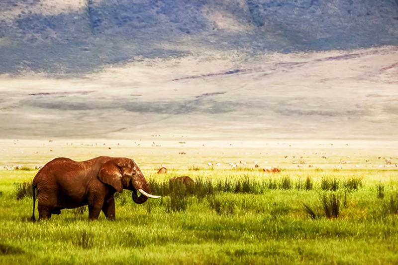 1 Night - Ngorongoro Crater | Tanzania