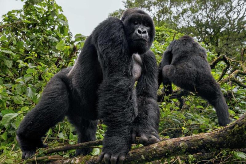 Day 1 - Arrival in Kigali & Transfer to Bwindi