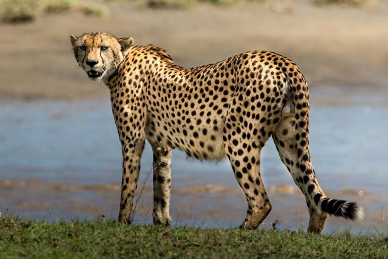 3 Nights - Serengeti