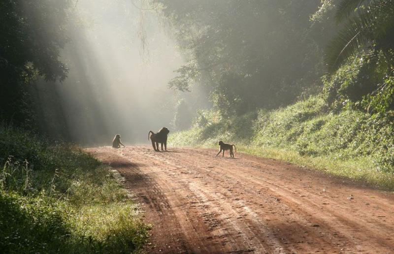 1 Night - Kibale Forest | Uganda