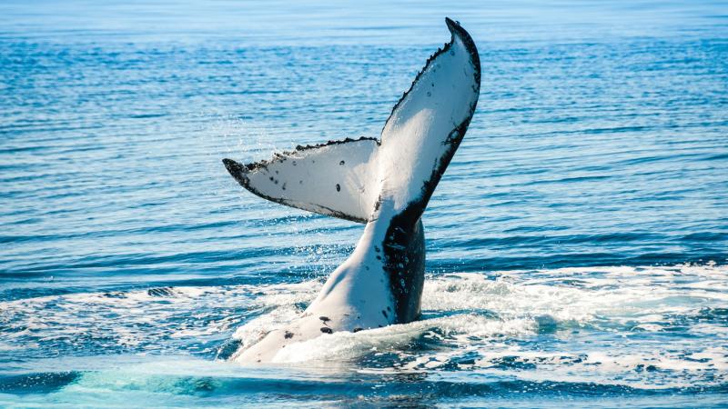 Days 8-9: World class whale watching | 2 Nights