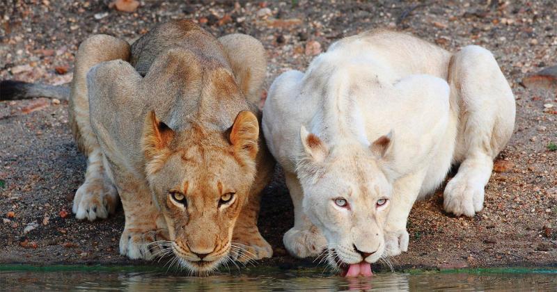 Days 7-10: Be bewitched by Timbavati | 3 Nights 